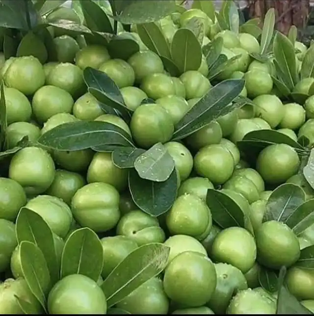 AĞUSTOS PAPAZI ERİK FİDANI